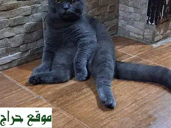 قطة شانشيلا اسكتلندية عمر 3 أشهر - رقيقة وجميلة!