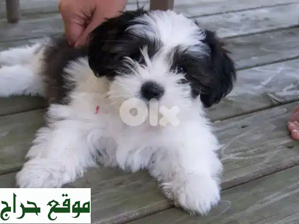 جرو بيشون فريزي أسود وأبيض فريد - فرصة مميزة!