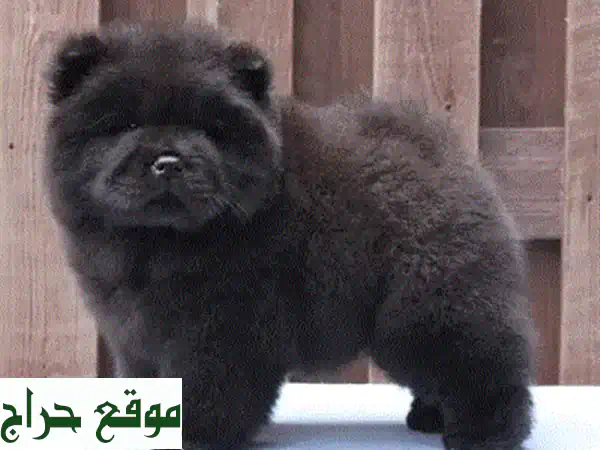 جرو كافاليير كينغ تشارلز أصيل - مستورد - توصيل متوفر!