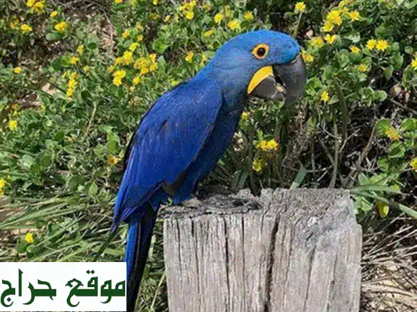 ببغاوات رمادية أفريقية للبيع - رفيق ذكي ومرح ينتظرك!