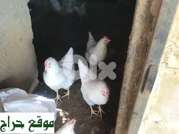 فرّاخ هايلاين فرنسيّة (6 شهور) - إنتاج بيض وفير!...