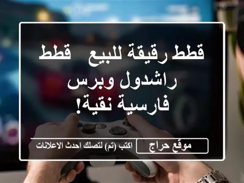 قطط رقيقة للبيع - قطط راشدول وبرس فارسية نقية!