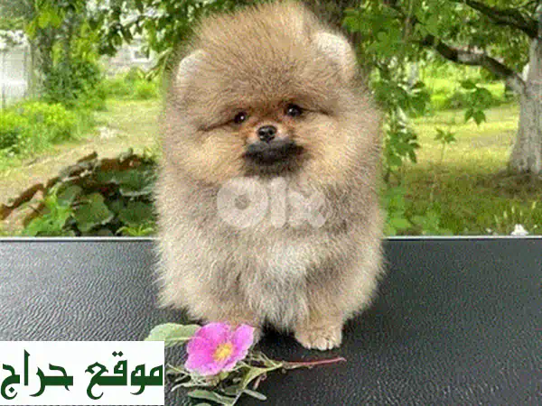 جرو كوكير سبانييل جميل - أنقى السلالات! ?