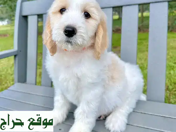 جرو جولدن دودل رقيق! ?  ابحث عن رفيقك الجديد؟