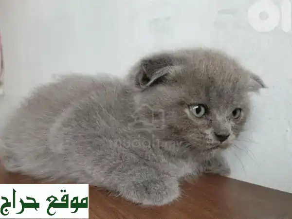 قطط صغيرة للبيع في الشويفات - كيتنز رائعة بأسعار مميزة!