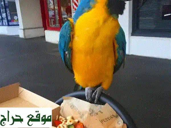ببغاء أزرق أمامي ذكّر للبيع - مرح ونشيط!