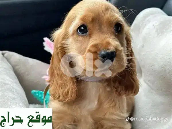 جرو كوكير سبانييل جميل - أنقى السلالات! 🐶