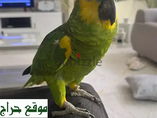 ببغاء أزرق أمامي ذكّر للبيع - مرح ونشيط!