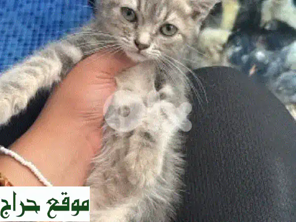 قطط صغيرة للبيع في الشويفات - كيتنز رائعة بأسعار مميزة!