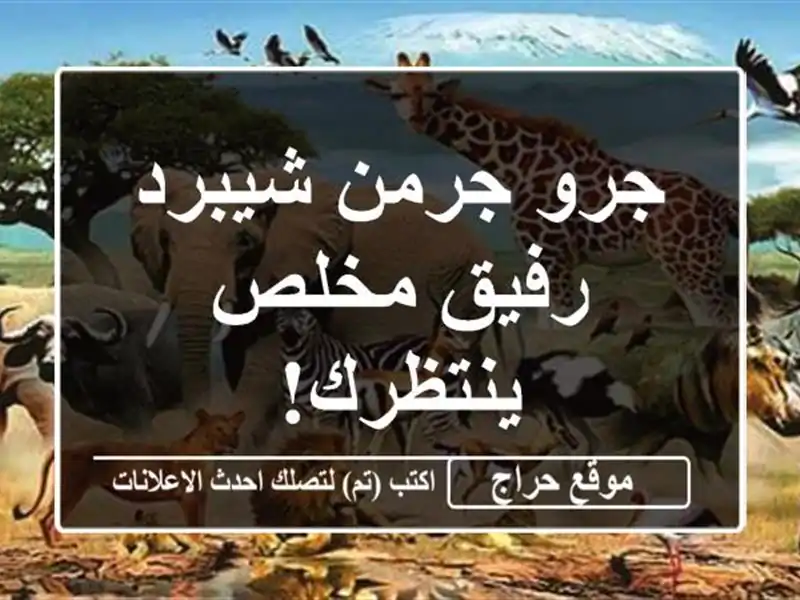 جرو جرمن شيبرد - رفيق مخلص ينتظرك!