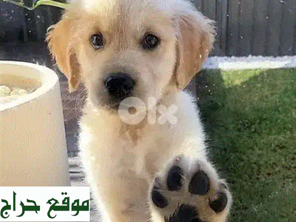 جرو جولدن ريتريفر - ذكور وإناث - ألوان داكنة وفاتحة متوفرة! 🐶