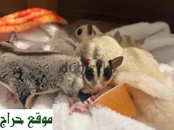 أربعة سُكَر غلايدر للبيع - أنثيين وذكرين - مع أو...