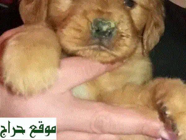 جرو جولدن ريتريفر - ذكور وإناث - ألوان داكنة...