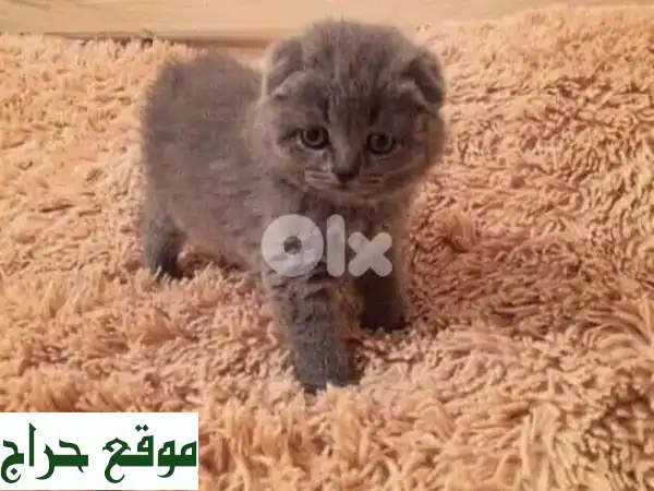 قطط سكوتيش فولد رقيقة للبيع - توصيل سريع في جميع...