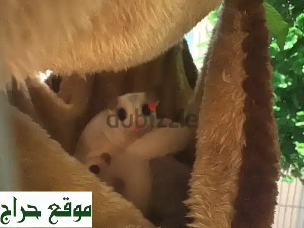 أربعة سُكَر غلايدر للبيع - أنثيين وذكرين - مع أو بدون قفص!