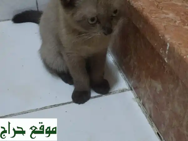 قطط محببة تبحث عن بيت دافئ في عجمان - المويهات...
