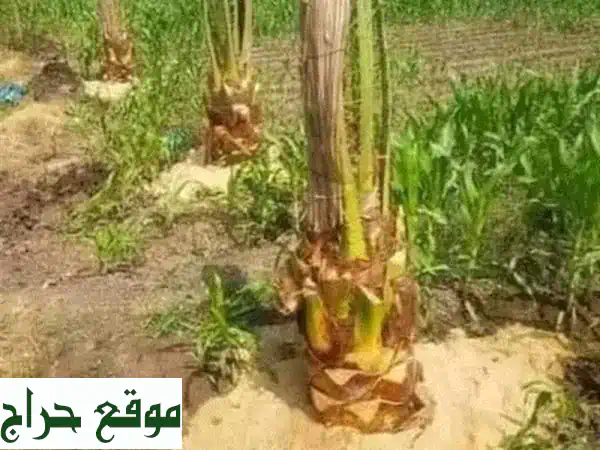 مقاول تكريب نخيل محترف - خبرة واسعة وخدمة مميزة