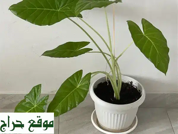 أضف لمسة استوائية ساحرة لمنزلك مع نبات...
