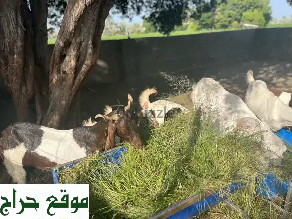 ماعز باكستاني ممتاز للبيع - لحم طريّ وتربية مثالية!