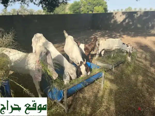 ماعز باكستاني ممتاز للبيع - لحم طريّ وتربية مثالية!