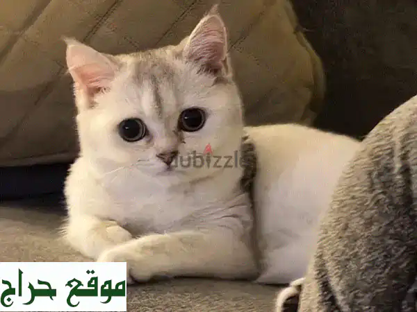 فرصة ذهبية! قطط ملكية بسعر اليوم الوطني (950 ريال فقط!)
