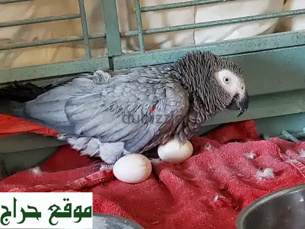 فرخ ببغاء رقيق! بيض وببغاوات صغيرة للبيع في دبي