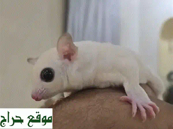 سنجاب شوقر ألبينو نادر للبيع - أنثى لعوبة وذكية!
