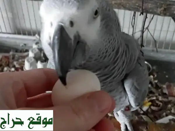 فرخ ببغاء رقيق! بيض وببغاوات صغيرة للبيع في دبي