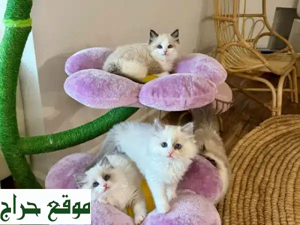 قطط راج دول رقيقة: أطفال فرويون ينتظرون منازل دافئة!