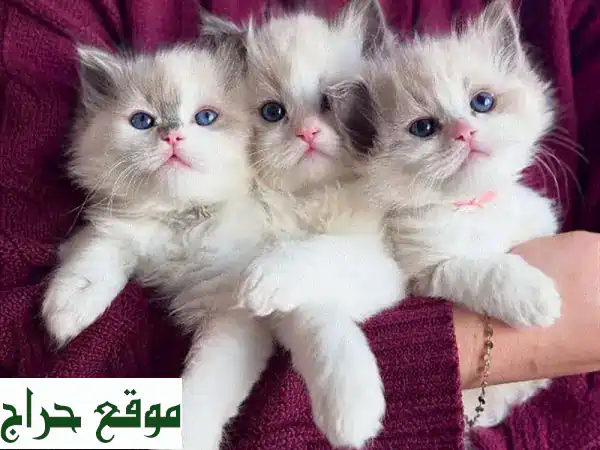 قطط راج دول رقيقة: أطفال فرويون ينتظرون منازل دافئة!