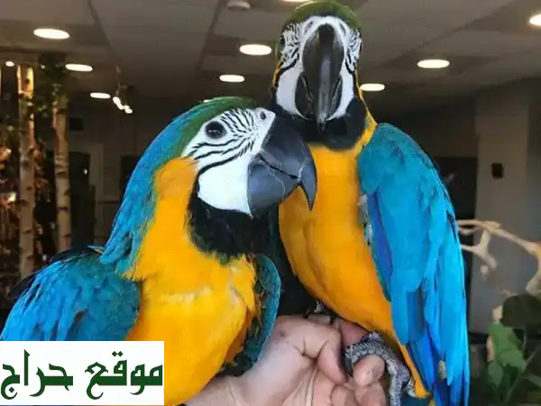 ببغاوات ماكاو زرقاء وذهبية مرحة للتبني -  أعثر...