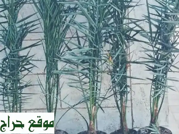 نخيل للبيع - أجود أنواع النخيل بأسعار مميزة!  (زاملي، خلاص، فرض، وأكثر!)