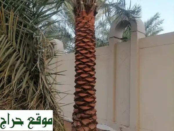 نخيل للبيع - أجود أنواع النخيل بأسعار مميزة!...