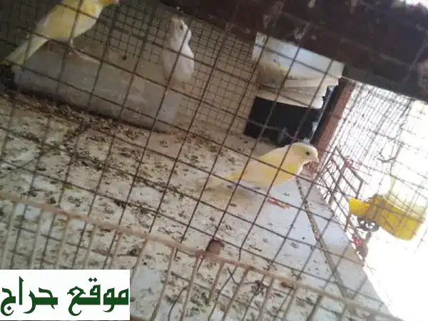 كرات برساو كَنارات ذهبية فاخرة: جودة عالية،...