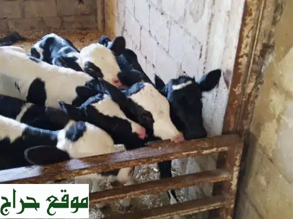 عجول أجنبية صحية وسليمة - مثالية للتربية! (أناتة ودكارة)