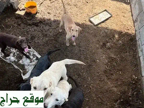 كلاب لابرادور رقيقة وودودة للبيع - رفقاء...