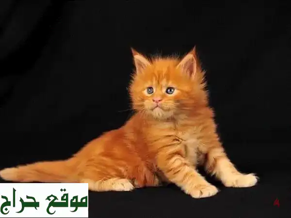 Maine Coon مستورد عمره شهرين - قطّة جميلة وودودة!