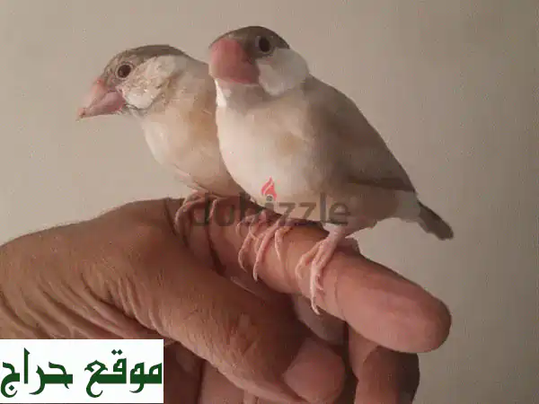 فرصة ذهبية!  زوج من حمام اضاحيه السيف جازبيرو اليفين -...