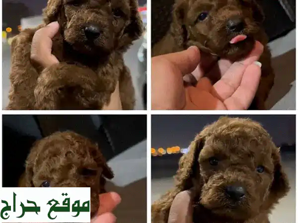 🐶 كلب ميني بودل صغير - أنقى سلالة! 5 جراء متوفرة!