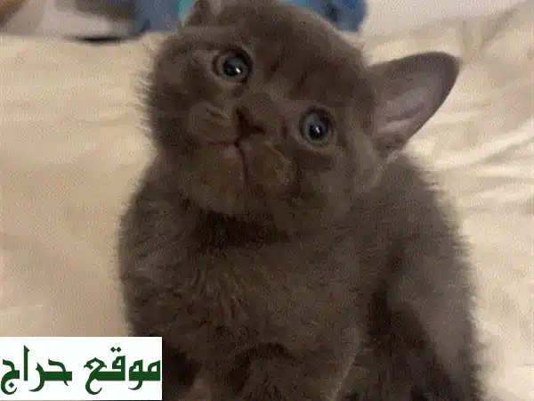 قطة اسكتلندية صغيرة - رفيق لعوب ومرح ينتظرك!