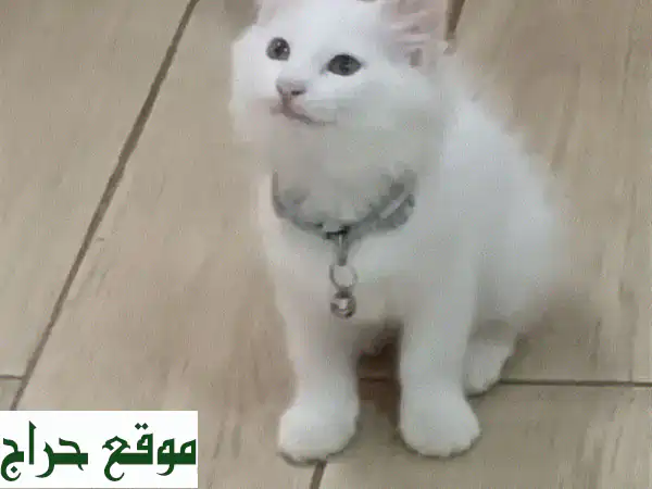قطة فارسية بيضاء نقية - هدية رقيقة لعائلتك!