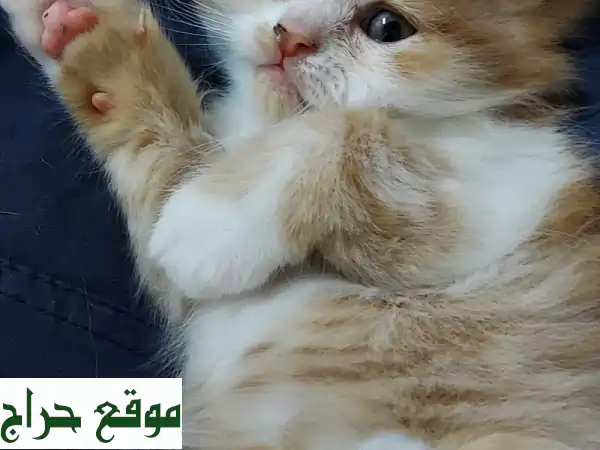 قطط شيرازي رائعة للبيع - عمر شهرين فقط! 🥰
