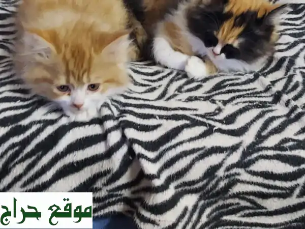 قطط شيرازي رائعة للبيع - عمر شهرين فقط! 🥰
