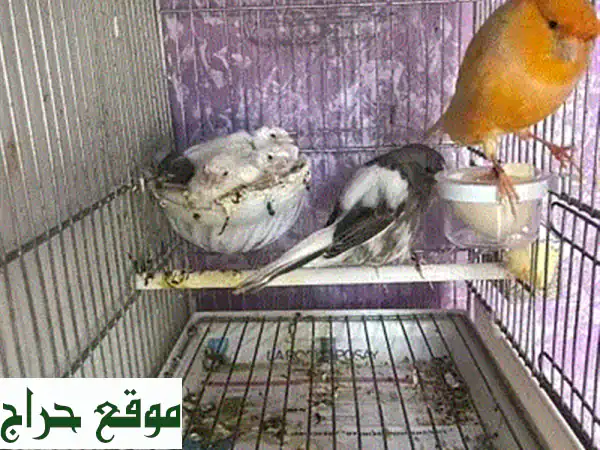 فرصة ذهبية!  كلاب يوركشاير أصيلة للبيع - ذكور وإناث - مواليد 2024 و 2025!
