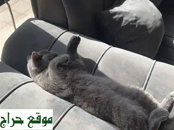 😻 قطط سكوتش برتش أنثى - أليفة ولطيفة للغاية! 😻