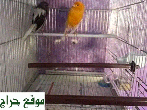 فرصة ذهبية!  كلاب يوركشاير أصيلة للبيع - ذكور وإناث...
