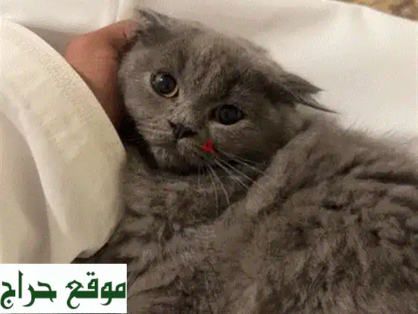 😻 قطط سكوتش برتش أنثى - أليفة ولطيفة للغاية! 😻