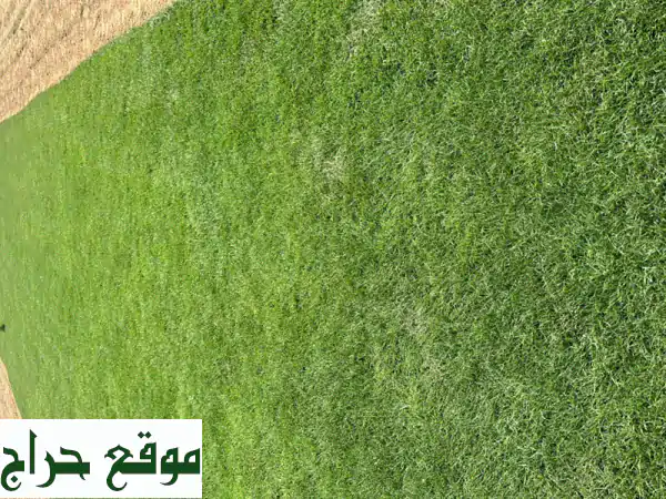 مسطحات خضراء للبيع في الإمارات: استثمر في مستقبل أخضر!