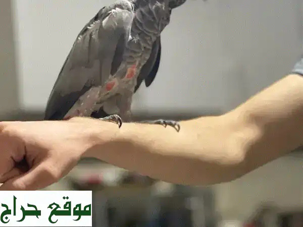 كاسكو دبل جامبو: ببغاء ذكي ورفيق رائع - تعلّم،...