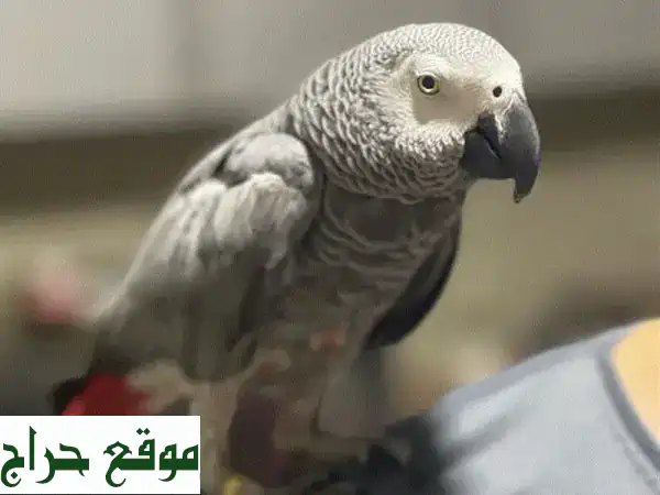 كاسكو دبل جامبو: ببغاء ذكي ورفيق رائع - تعلّم، غنّ، وتفاعل!